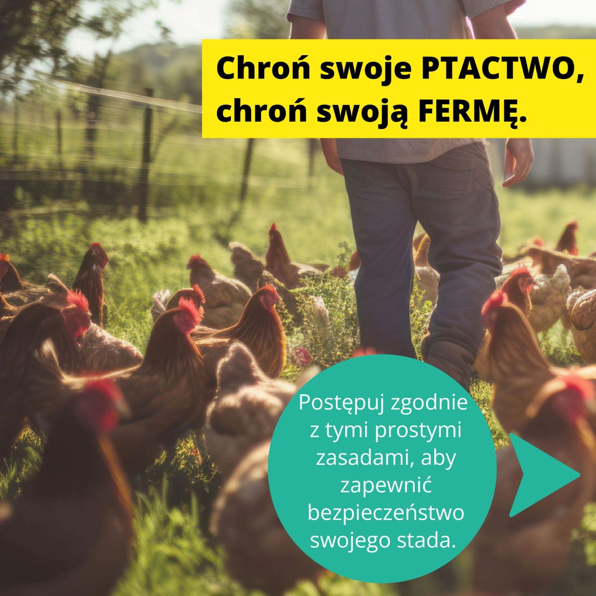prezentacja-chron-swoja-ferma-HPAI_1