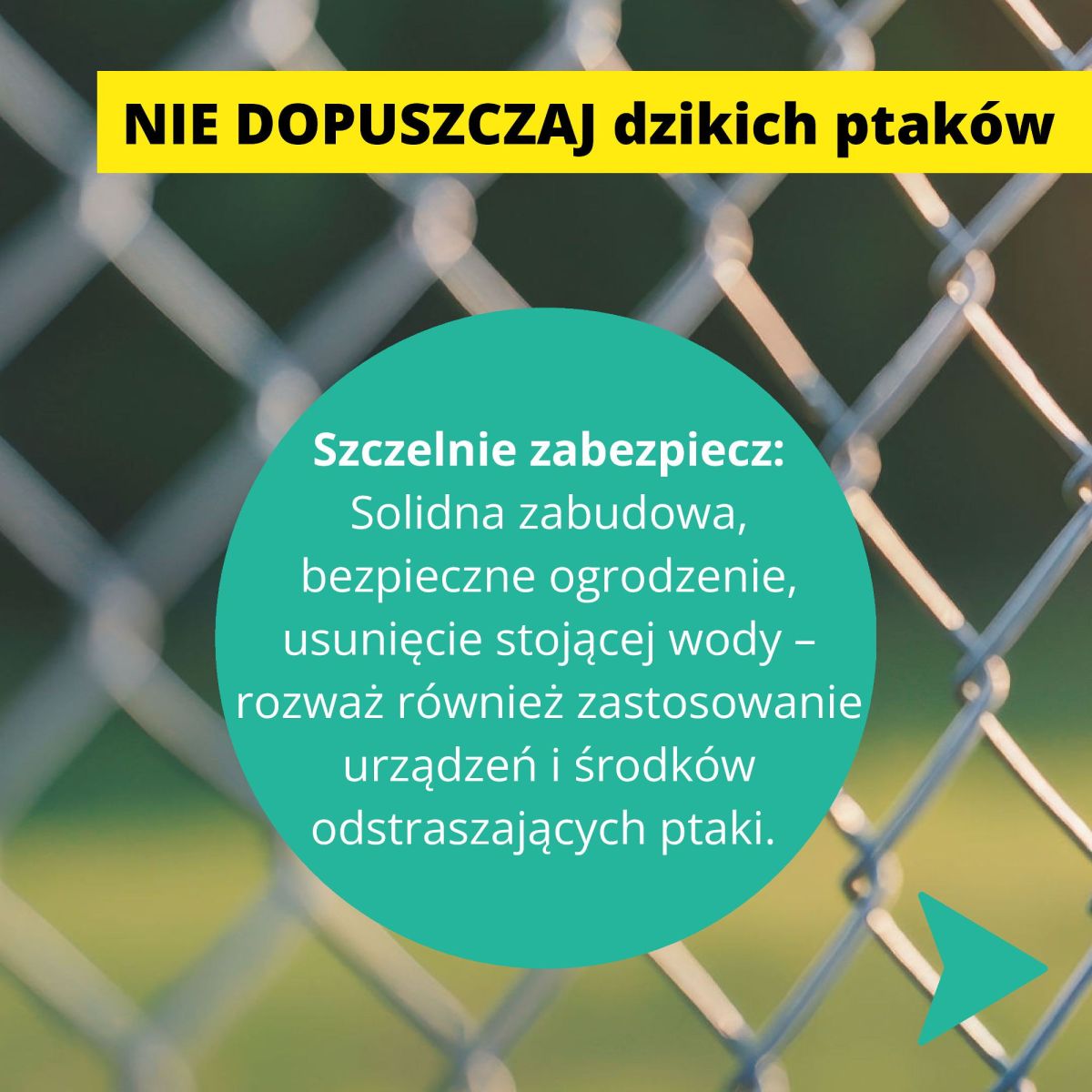 prezentacja-chron-swoja-ferma-HPAI_2